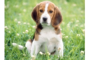 亞馬遜美國站寵物用品銷量持續(xù)火爆