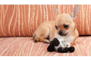 澳大利亞寵物市場(chǎng)火熱，旺季銷量將創(chuàng)新高