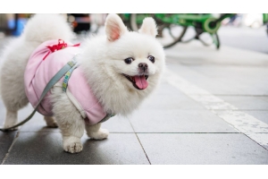 美國寵物市場需求增長強勁，值得賣家關(guān)注